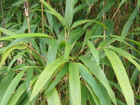 Tetragonocalamus uadrangularis f. nagamineanus