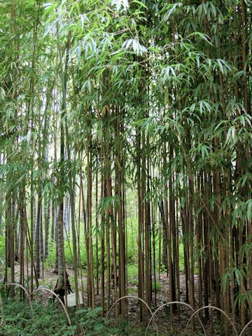 Tetragonocalamus uadrangularis f. nagamineanus