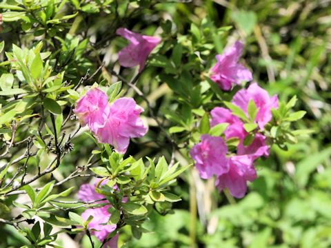 Rhododendron ripense