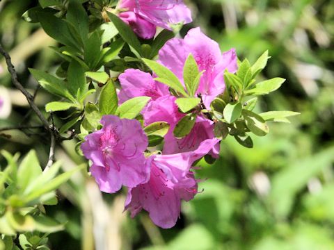 Rhododendron ripense