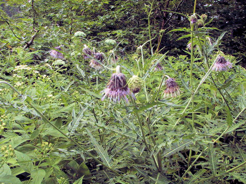 Cirsium babanum var. fauriei