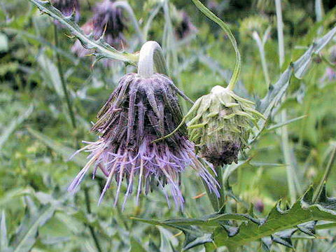 Cirsium babanum var. fauriei