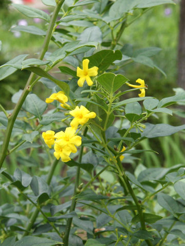 Jasminum humile var. revolutum