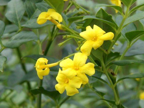 Jasminum humile var. revolutum