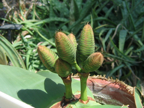 キソウテンガイ Welwitschia Mirabilis