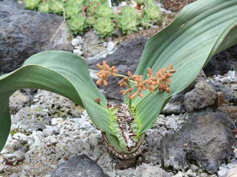 Welwitschia mirabilis