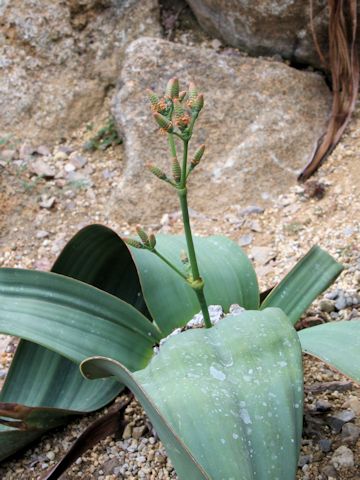 Welwitschia mirabilis