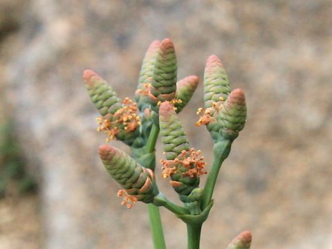 Welwitschia mirabilis