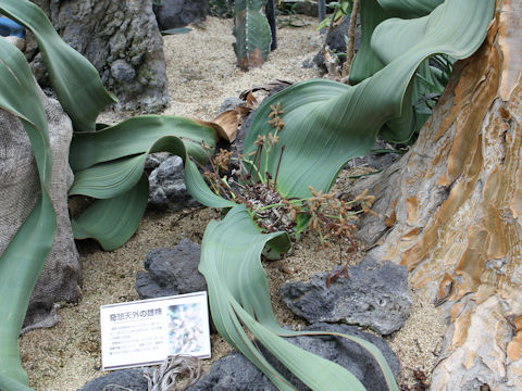 Welwitschia mirabilis