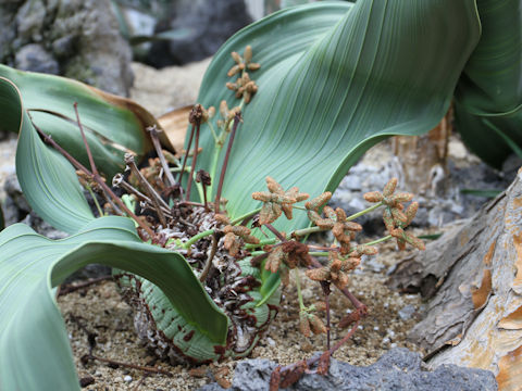 Welwitschia mirabilis