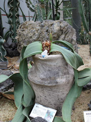 Welwitschia mirabilis