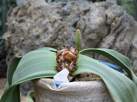 Welwitschia mirabilis