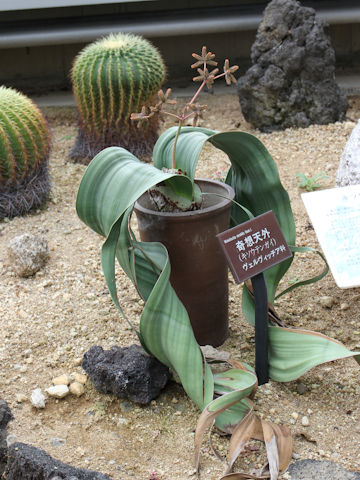 Welwitschia mirabilis