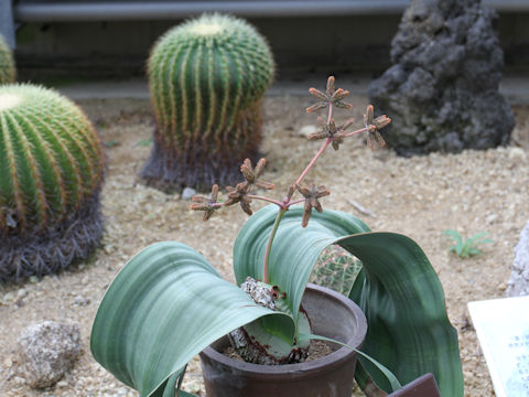 Welwitschia mirabilis