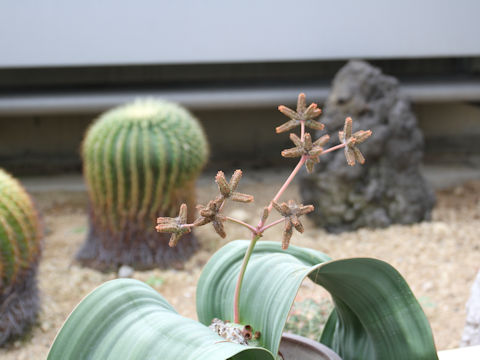 Welwitschia mirabilis