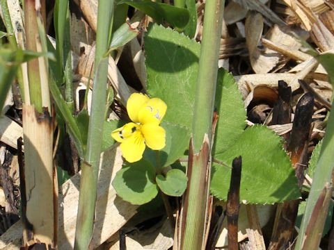 Viola orientalis