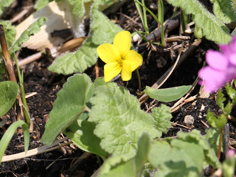 Viola orientalis