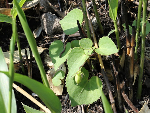 Viola orientalis