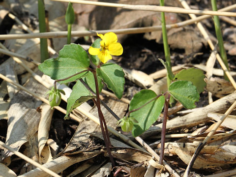 Viola orientalis