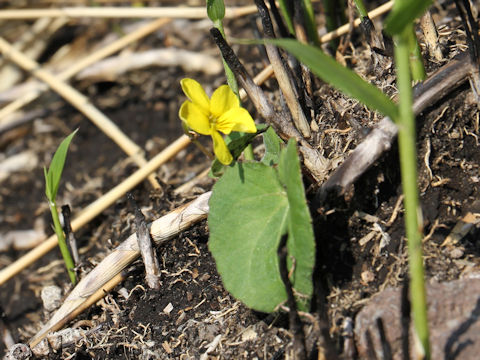 Viola orientalis