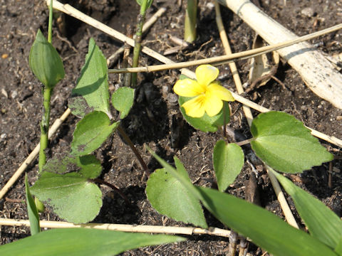 Viola orientalis