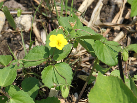 Viola orientalis