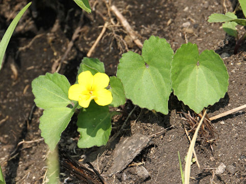 Viola orientalis