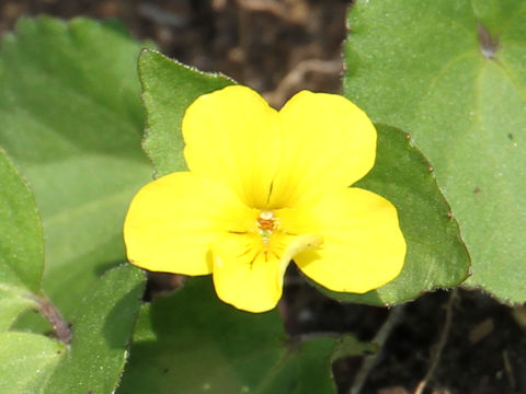 Viola orientalis