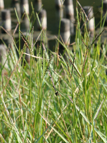 Paspalum distichum