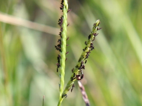 Paspalum distichum