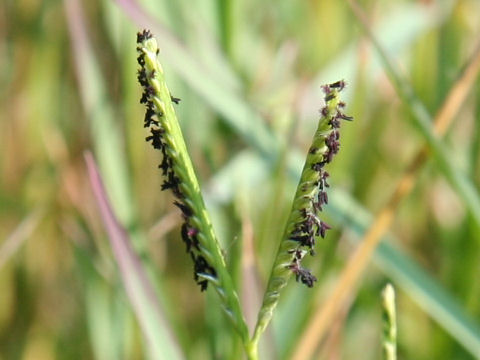 Paspalum distichum