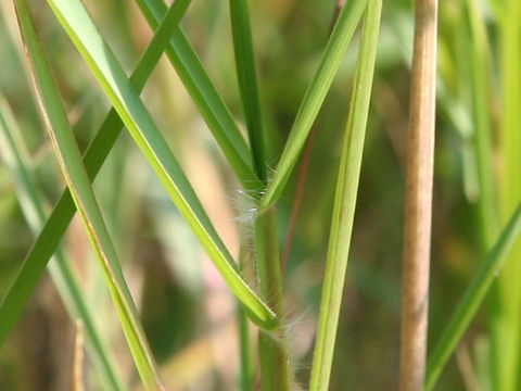 Paspalum distichum