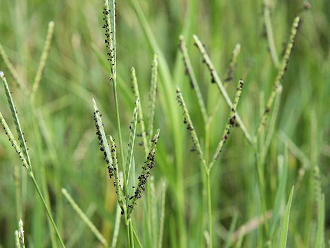 Paspalum distichum