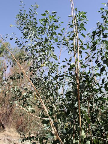 Nicotiana glauca