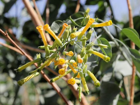 Nicotiana glauca