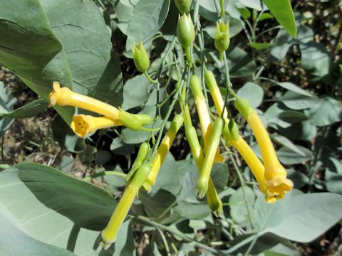 Nicotiana glauca