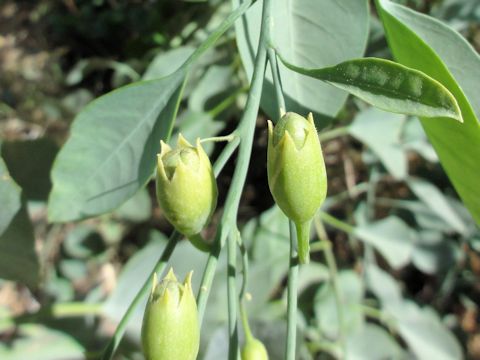 Nicotiana glauca