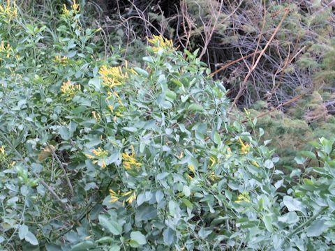 Nicotiana glauca