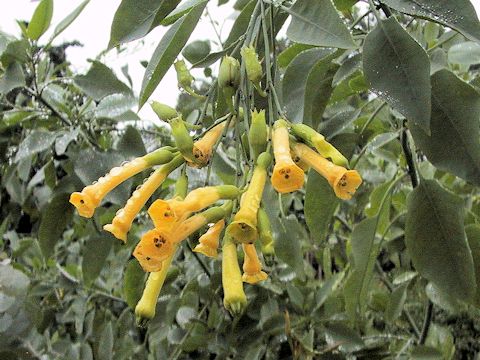 Nicotiana glauca