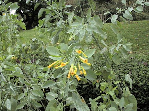 Nicotiana glauca