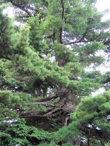 Pinus parviflora var. pentaphylla