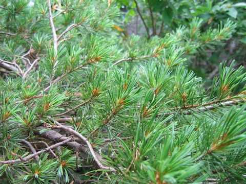 Pinus parviflora var. pentaphylla