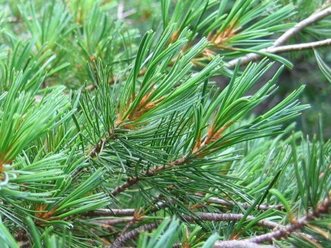 Pinus parviflora var. pentaphylla