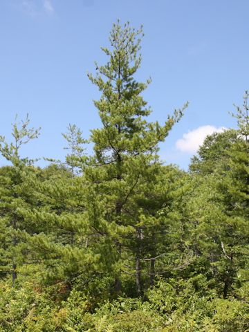 Pinus parviflora var. pentaphylla