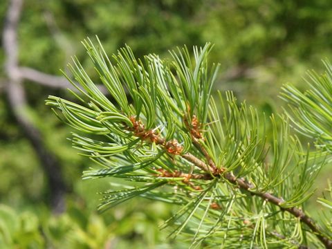 Pinus parviflora var. pentaphylla