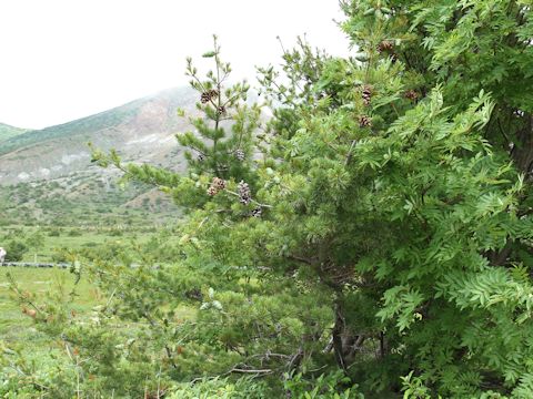 Pinus parviflora var. pentaphylla