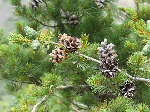 Pinus parviflora var. pentaphylla