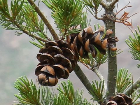 Pinus parviflora var. pentaphylla