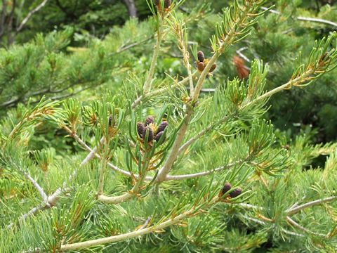 Pinus parviflora var. pentaphylla