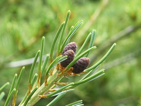 Pinus parviflora var. pentaphylla